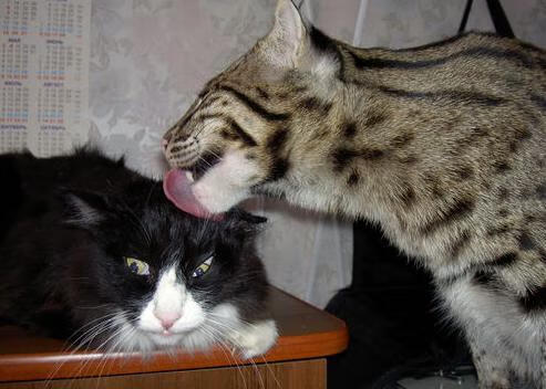 mk体育登录-六换人制度对战术执行与体能维护的平衡研究，六换型怎么玩