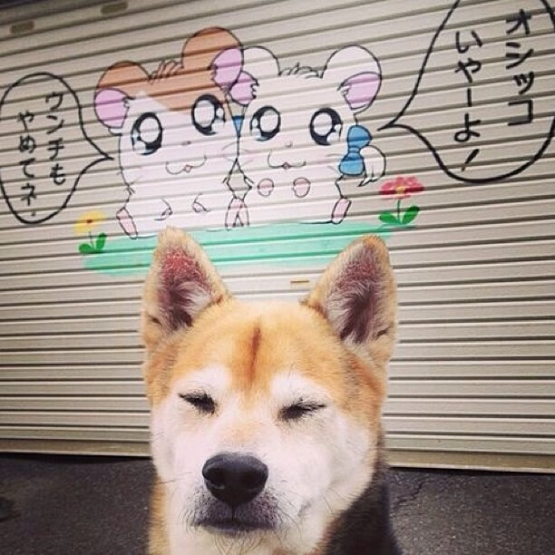 博塔弗戈门将单场扑救数创新高，博塔弗戈对累体育