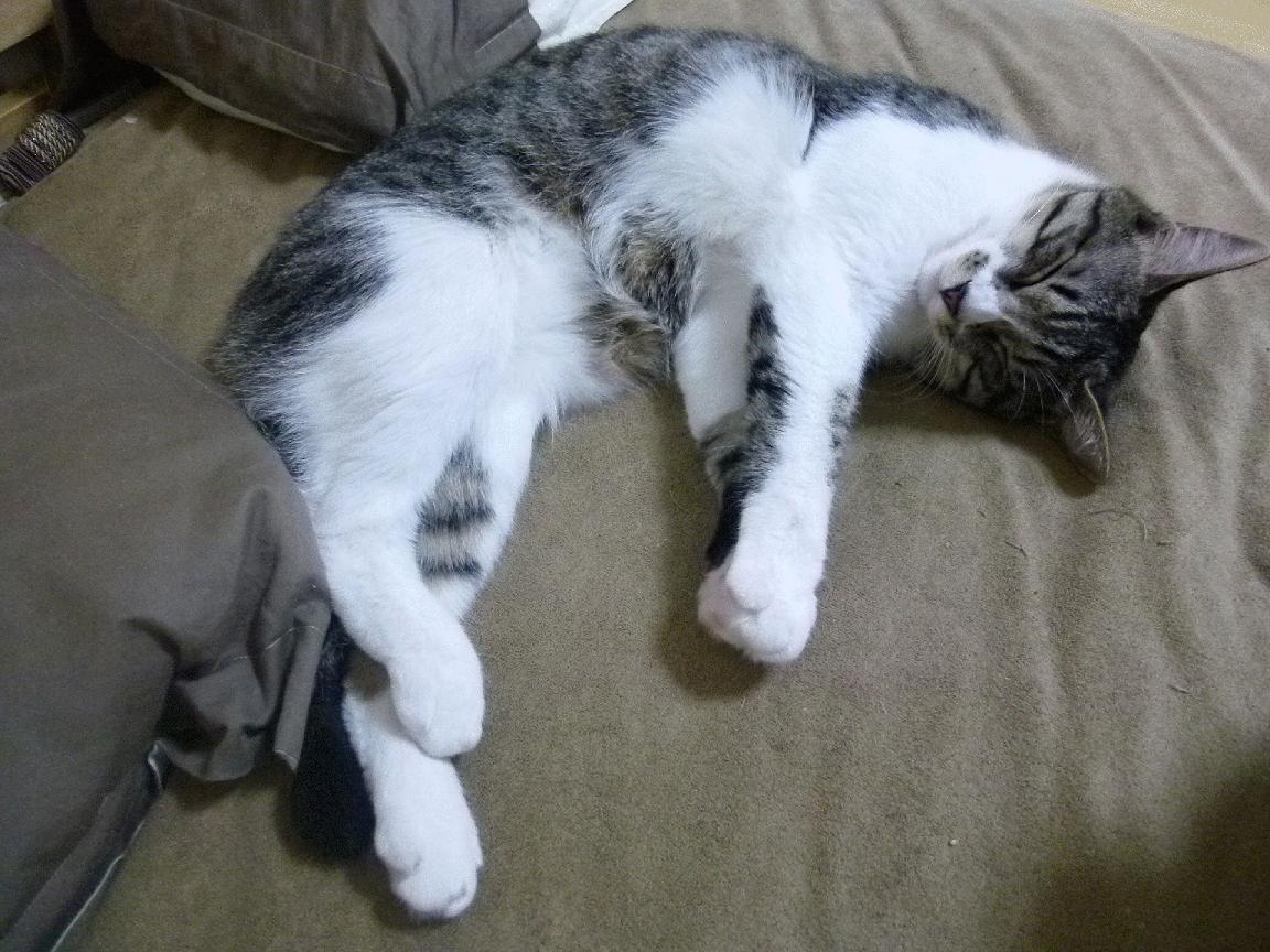 mk体育网页-波兰队在国际乒联混合团体世界杯中的赛场表现与策略部署，波兰乒乓球国家队